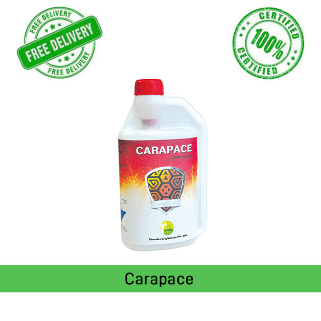 Carapace